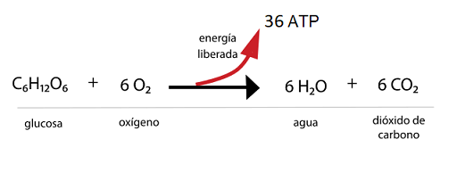 fórmula respiración