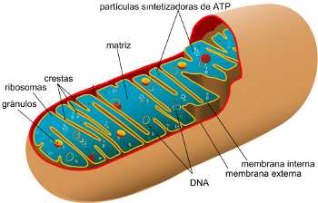 mitocondria