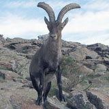 Cabra Montés