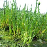 Salicornia
