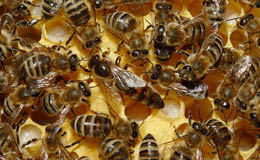 Colonia de abejas