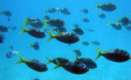 Banco de peces