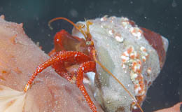 Cangrejo Hermitaño