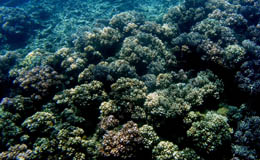 Corales