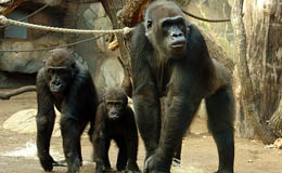 Familia de gorilas