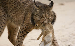 Lince cazando