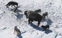 Lobos acechando a un bisonte