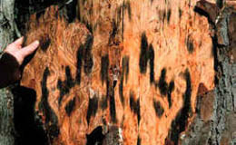 Grafiosis