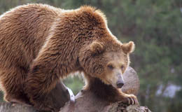 Oso Pardo