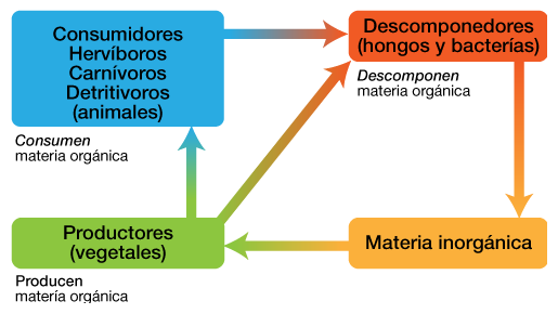 productores consumidores y descomponedores