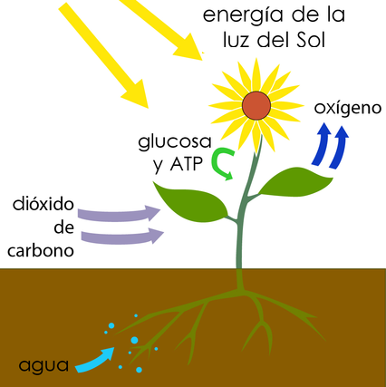 productores consumidores y descomponedores