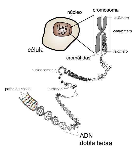 Niveles estructurales en el ADN