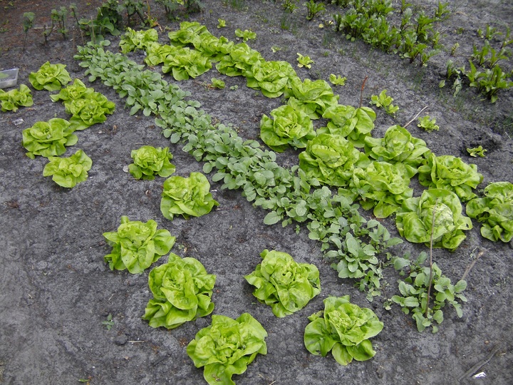 La imagen muestra distintas verduras en un huerto