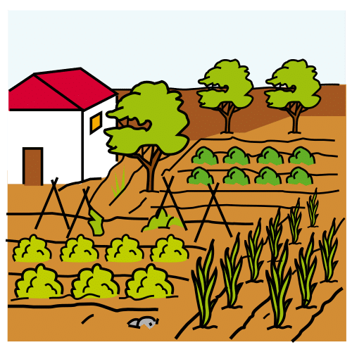 La imagen muestra un trozo de tierra con cultivos, verduras y frutas sembradas junto a una casa.