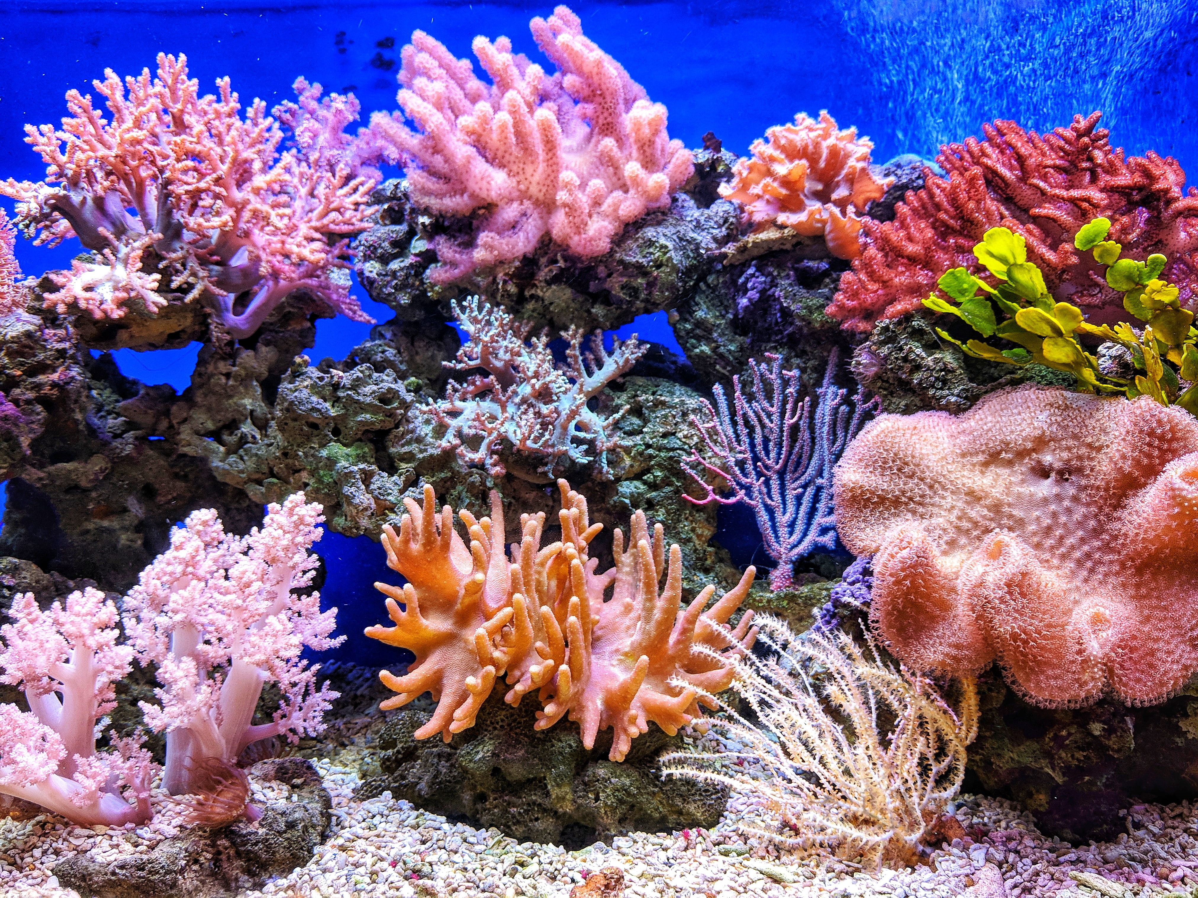 La imagen muestra un fondo marino con un colorido arrecife coral. 