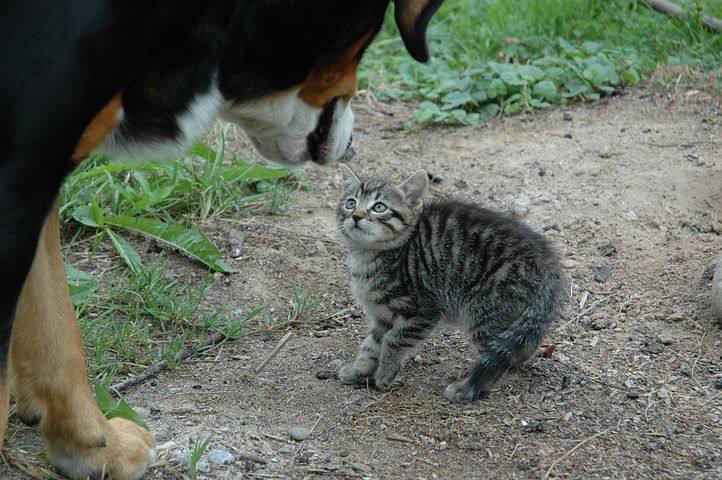 Imagen de un gato con ojos muy abiertos y pata encogida, que parece tener miedo ante el perro que tiene en frente.