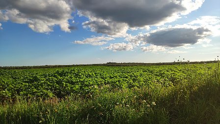 Campo de girasoles en abril