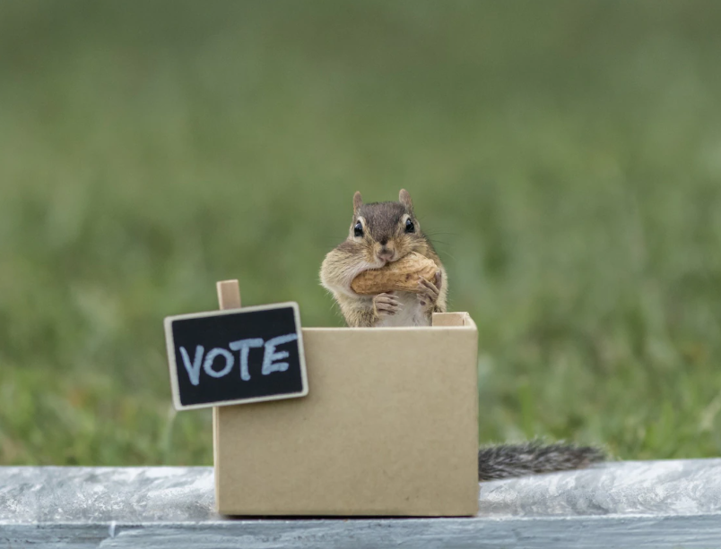 Esta imagen muestra a una ardilla dentro de una caja con un cartel que pone votar