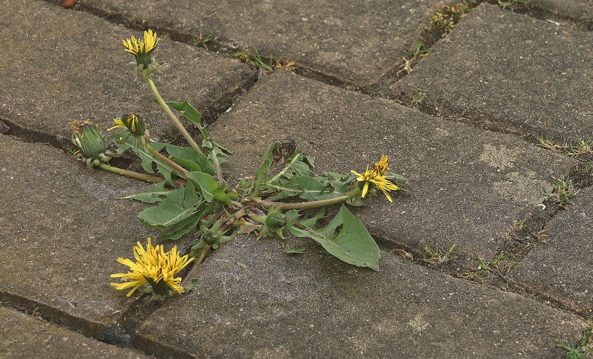 Planta con flor color amarillo y hojas verdes un poco marchitas saliendo del pavimento.