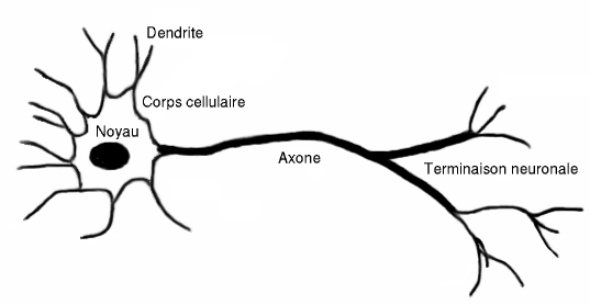 Dibujo de neurona unipolar.
