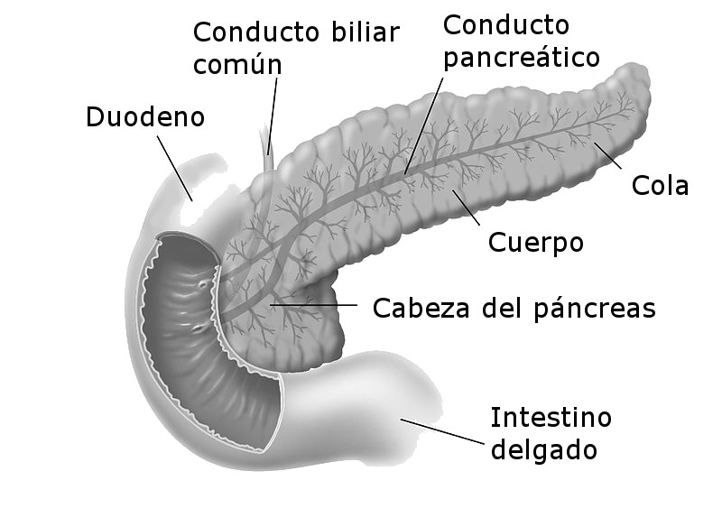 Dibujo del páncreas humano.