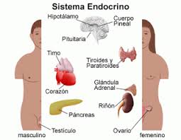 Esquema del sistema nervioso endocrino humano.