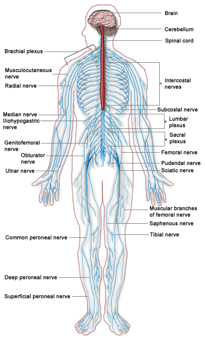 Esquema del sistema nervioso periférico humano.