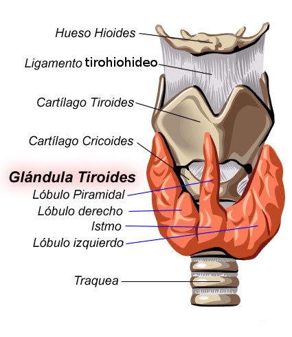 Dibujo del tiroides humano.