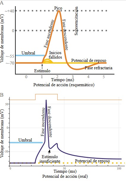 Diagrama explicativo del potencial de acción.