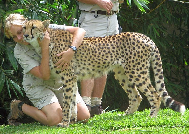 Imagen de una vigilante de zoo con un guepardo.
