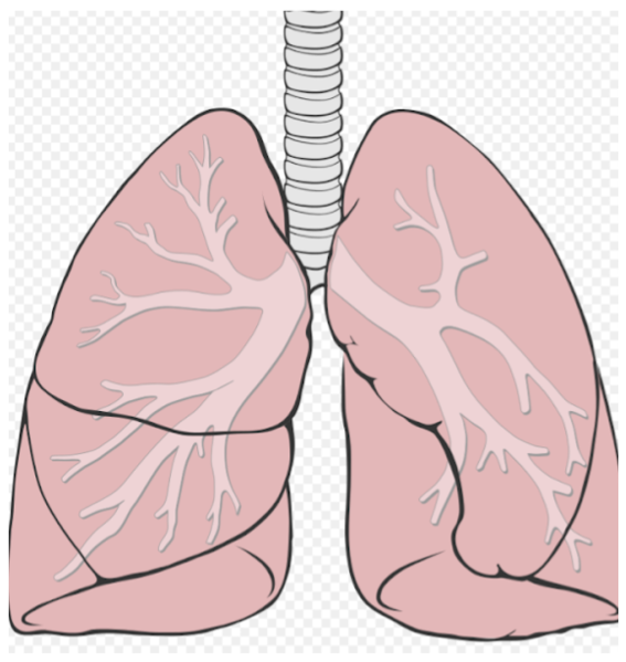Imagen de dos pulmones humanos