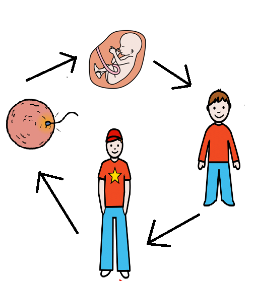 Hay un óvulo con un espermatozoide, un  feto, un niño y un adulto. Todos forman un círculo y hay una flecha entre cada dos  imágenes señalando hacia la derecha.