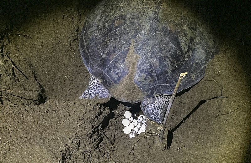Imagen de una tortuga poniendo huevos