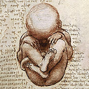 Dibujo de un feto visto de frente