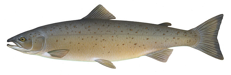 Imagen de un salmón (cabeza a la izquierda y cola a la derecha).