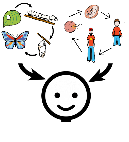 Encima  de una cabeza humana hay dos ciclos de vida uno humano y otro de una mariposa, ambos con cuatro fases. Dos flechas van desde los ciclos hasta la cabeza.