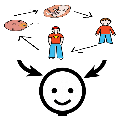 Encima  de una cabeza humana hay un ciclo de vida humano con cuatro fases. Dos flechas van desde el ciclo hasta la cabeza.