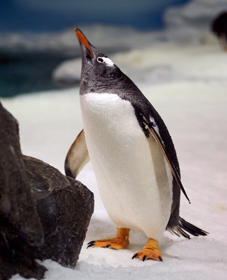 Pingüino mirando hacia arriba situado en una superficie helada junto a unas rocas.