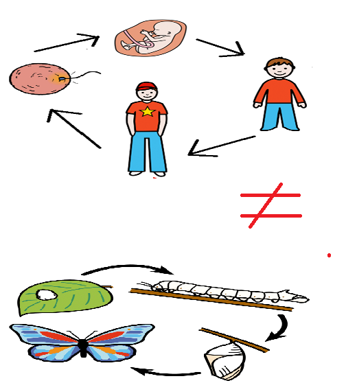 Arriba hay cuatro fases del ciclo de vida humano, debajo cuatro fases del ciclo de vida de una mariposa.  En medio hay un signo de diferente.