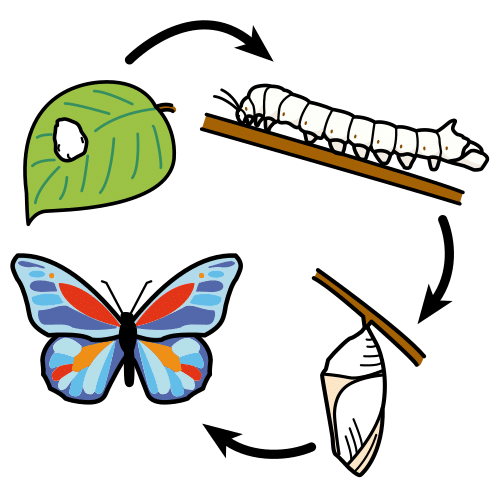Un huevo, una oruga, una pupa y una mariposa forman un círculo.Unas flechas van de una imagen a otra en el sentido del reloj.