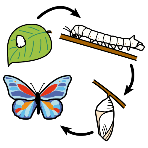 Un huevo, una oruga, una pupa y una mariposa forman un círculo.