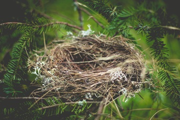 Imagen de un nido.