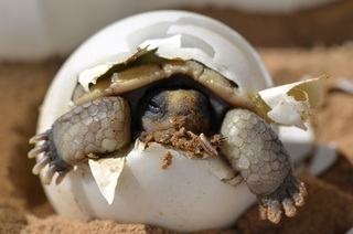 Tortuga eclosionando del huevo. Se aprecia su cara y dos patas delanteras.