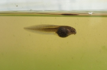 Imagen de un renacuajo en el agua.