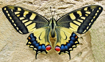 Mariposa monarca posada sobre una superficie rocosa