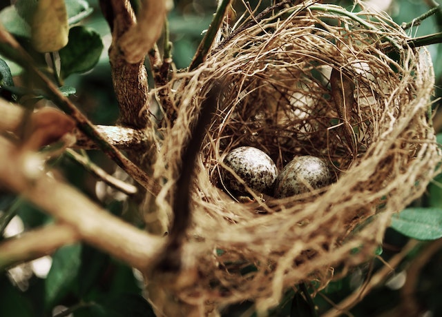 Imagen de unos huevos en el nido
