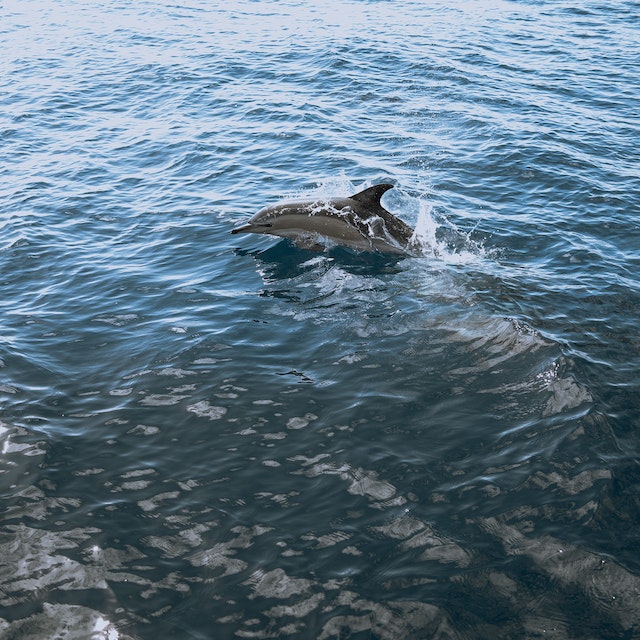 Imagen de un delfín.