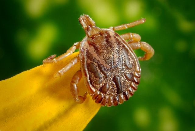 Imagen de una pulga