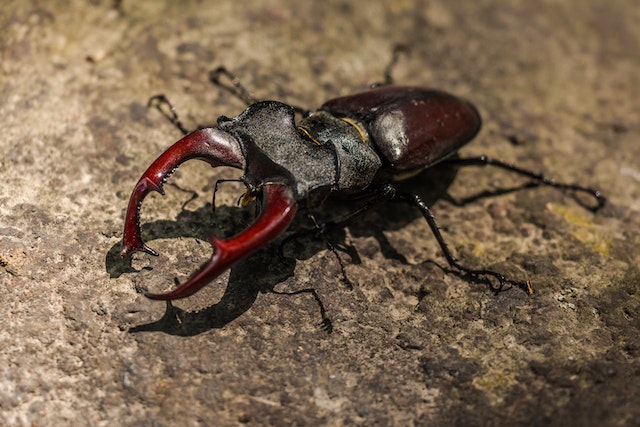 Imagen de un escarabajo