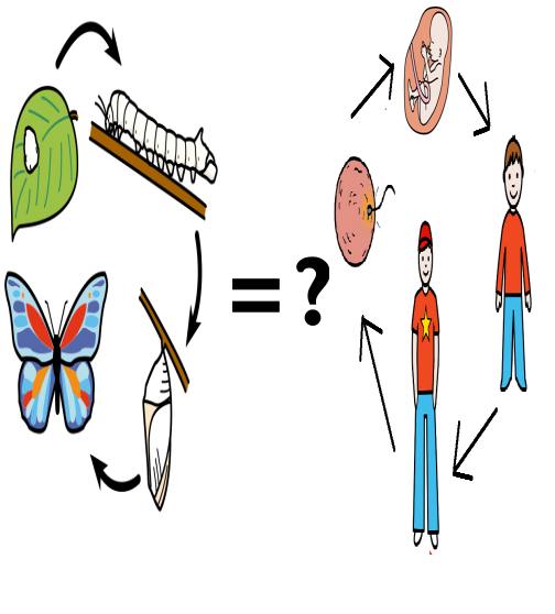 A la izquierda podemos ver el ciclo de la mariposa y a la derecha el ciclo humano. Entre ambos hay un signo de igual y un signo de interrogación.